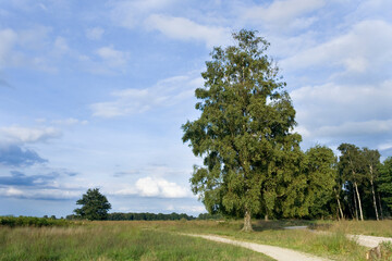 Landscape at Haaksbergerveen