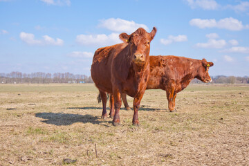 Red Angus