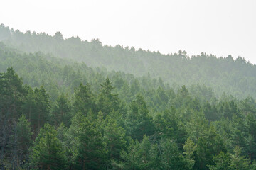 Paisaje de montaña con pinos y abetos de color verde, con una bruma de montaña un día nublado de otoño