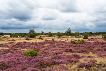 Landscape at Kootwijkerzand