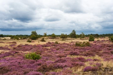 Foto op Plexiglas Landscape at Kootwijkerzand © AGAMI
