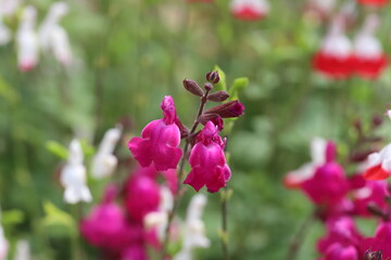 春の花壇に咲くチェリセージの赤紫色の花