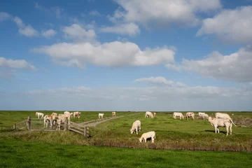 Foto op Plexiglas Koeien op dijk, Cows at dike © AGAMI