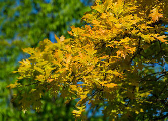 Naklejka na ściany i meble Close-up of Quercus palustris, the pin oak or swamp Spanish oak with bright young lush foliage on blurred green background with copy space. Spring day in public city park 'Krasnodar' or 'Galitsky'