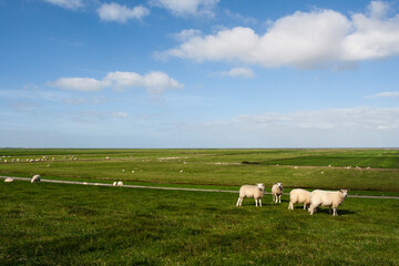 Schapen op dijk, Sheep at dike