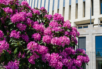 Fototapeta na wymiar Rhododendron 'Roseum Elegans' (hybrid catawbiense) pink purple flowers blossom in Public landscape city park 'Krasnodar' or 'Galitsky'. Big pink blooming azalea on stadium 'Krasnodar' background.