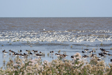Vogels in Waddenzee, Birds at Wadden Sea