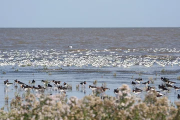 Fotobehang Vogels in Waddenzee, Birds at Wadden Sea © AGAMI