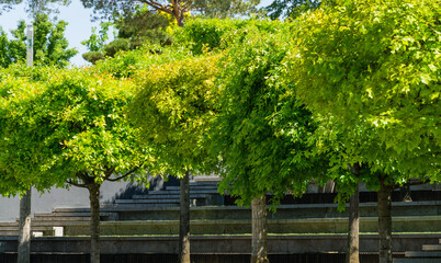 Formed oaks Quercus palustris or swamp Spanish oak on amphitheater terraces in public city park...