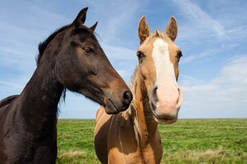 Obraz premium Paarden in Westhoek, Horses at Westhoek