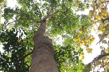 Fototapeta premium Beautiful birch with green leaves on a sunny day against a blue sky