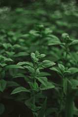 mint leaves in the garden