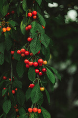 cherries in the garden