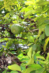 Green lemon on the tree with green leaves, blurred background. Fresh lime is an excellent source of vitamin C. Green organic lime citrus fruit hanging on tree. Soft selective focus