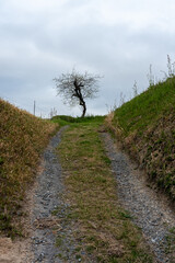 Fototapeta na wymiar The path to a tree.
