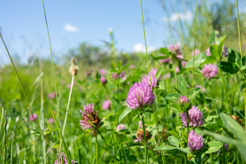 Blooming meadow clover.