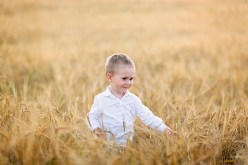 Naklejka na ściany i meble Beautiful American blond child son in a field with wheat ,. Summer on the farm, nature