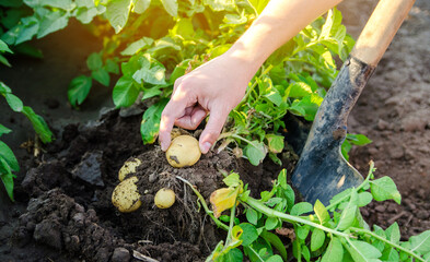 Farmer holds freshly picked potatoes in the field. Harvesting, harvest. Organic vegetables. Agriculture and farming. Potato. Selective focus.