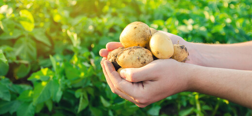 Farmer holds freshly picked potatoes in the field. Harvesting, harvest. Organic vegetables. Agriculture and farming. Potato. Selective focus.