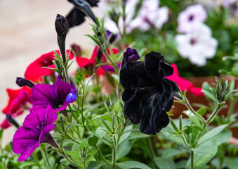 Fototapeta premium Varied colors of petunias growing in pots in the garden