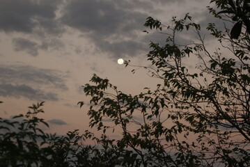 crepusculo e arvore bonita 