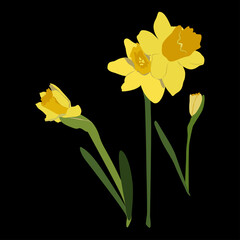 Blooming yellow narcissus, daffodils, vector illustration, on a black background (easy to swap)	