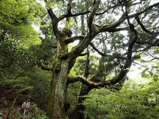 Obraz premium 【茨城】筑波山の巨木 紫峰杉