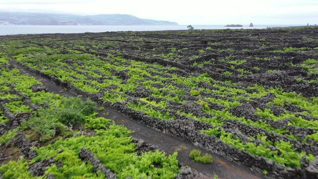 Pico Island Azores vineyard wine grapes protected by lava stone aerial view  panorama
