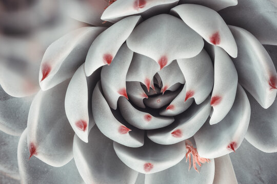Beautiful ornamental sky-blue succulent with thick funny leaves, close-up. Rosette of Echeveria Parva plant