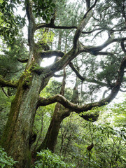 【茨城】筑波山の巨木 紫峰杉