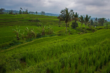 Obraz premium Green rice fields, Indonesia. Jatiluwih rice terraces on Bali island are UNESCO heritage site, It is one of recommended places to visit in Bali with the spectacular views. Travel and health concept