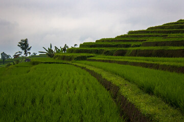 Fototapeta na wymiar Green rice fields on Bali island, Indonesia. Jatiluwih rice terraces are UNESCO heritage site, It is one of recommended places to visit in Bali with the spectacular views. Travel and health concept