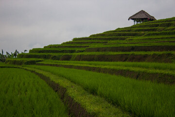 Fototapeta na wymiar Green rice fields, Indonesia. Jatiluwih rice terraces on Bali island are UNESCO heritage site, It is one of recommended places to visit in Bali with the spectacular views. Travel and health concept
