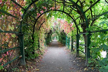 A tunnel of arches entwined with plants with green and red leaves. summer day in the park....