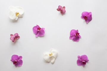 Fototapeta na wymiar Orchids flowers on white background close up. Phalaenopsis orchid flowers of white color and purple color on a white background. Orchid Flower Background