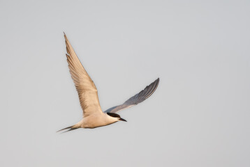 Oostelijke Visdief, (Siberian) Common Tern, Sterna hirundo longipennis