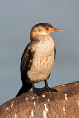Afrikaanse Dwergaalscholver, Long-tailed Cormorant, Phalacrocorax africanus