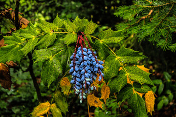 Nature plant