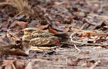 Langstaartnachtzwaluw, Long-tailed Nightjar, Caprimulgus climacurus