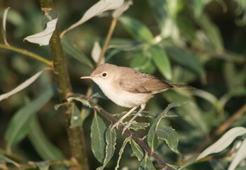 Westelijke Vale Spotvogel, Western Olivaceous Warbler, Iduna opaca