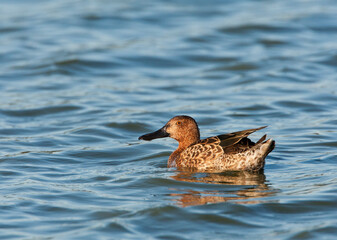 Kaneeltaling, Cinnamon Teal, Anas cyanoptera