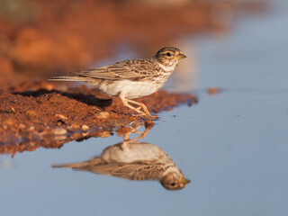 Fototapeta premium Kleine Kortteenleeuwerik, Lesser Short-toed lark, Alaudala rufescens