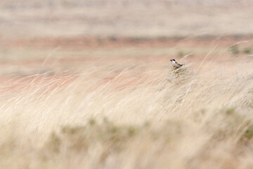 Iberische Klapekster, Iberian Grey Shrike, Lanius meridionalis