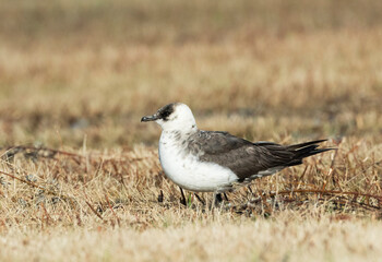 Kleine Jager, Arctic Skua, Stercorarius parasiticus