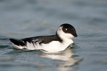 Kleine Alk, Little Auk, Alle alle
