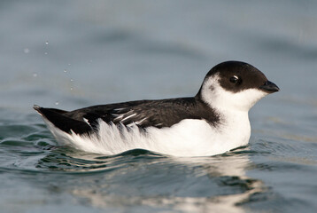 Kleine Alk, Little Auk, Alle alle