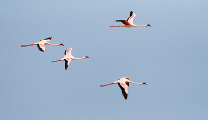 Kleine Flamingo, Lesser Flamingo, Phoeniconaias minor © AGAMI