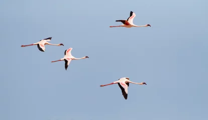 Fotobehang Kleine Flamingo, Lesser Flamingo, Phoeniconaias minor © AGAMI