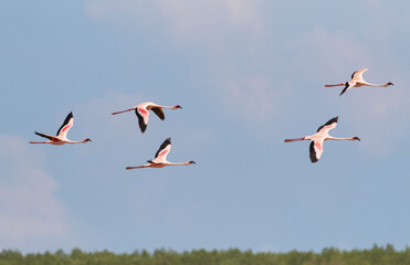 Kleine Flamingo, Lesser Flamingo, Phoeniconaias minor
