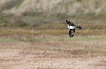 Kleine Jager, Arctic Skua, Stercorarius parasiticus
